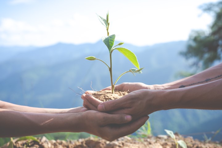 Image of two people holding a sapling with care.